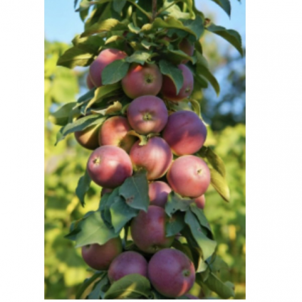 North Pole Columnar Apple Tree 7G