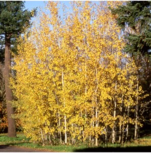 Quaking Aspen 7G