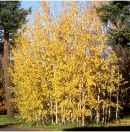 Quaking Clump Aspen 5G