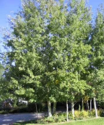 Prairie Gold Aspen 3"