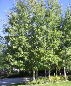 Prairie Gold Aspen 2.5"