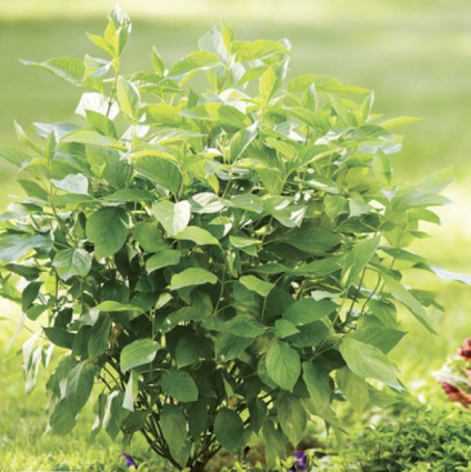 Arctic Fire® Red Red-Osier Dogwood 3-5G