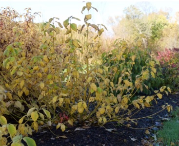 Arctic Fire® Yellow Red-Osier Dogwood 5G