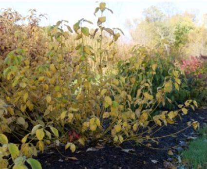 Arctic Fire® Yellow Red-Osier Dogwood