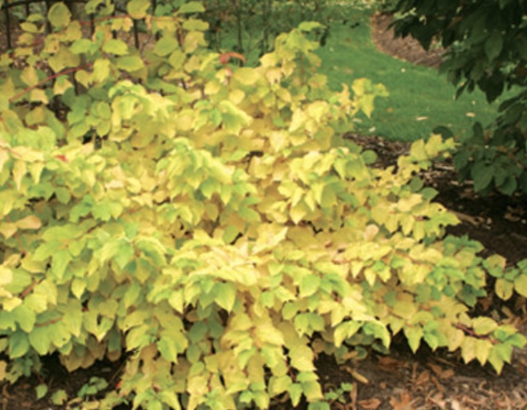 Arctic Sun® Dogwood