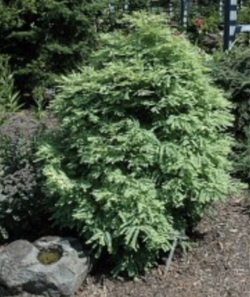 Northern Light Dawn Redwood 7G