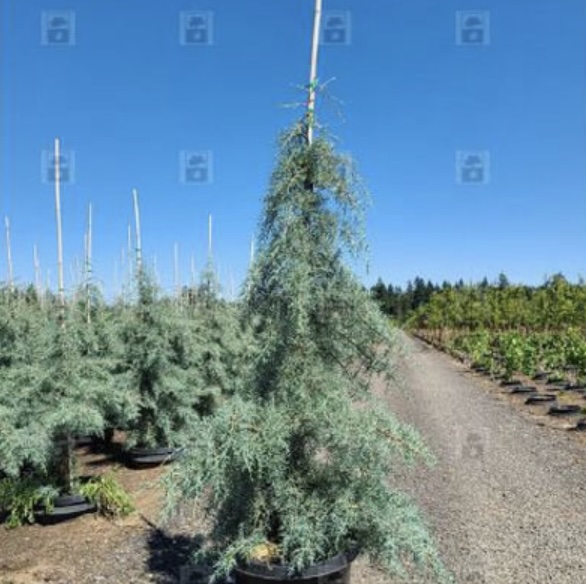 Blue Ice Arizona Cypress 7'