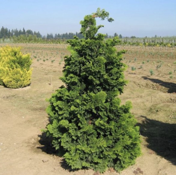 Compact Hinoki False Cypress 3'