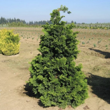 Compact Hinoki False Cypress 3'