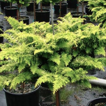 Fernspray Gold False Cypress 4'