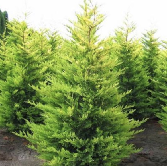 Gold Rider Leyland Cypress 7'