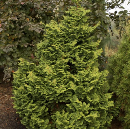 Koster Hinoki False Cypress 4'