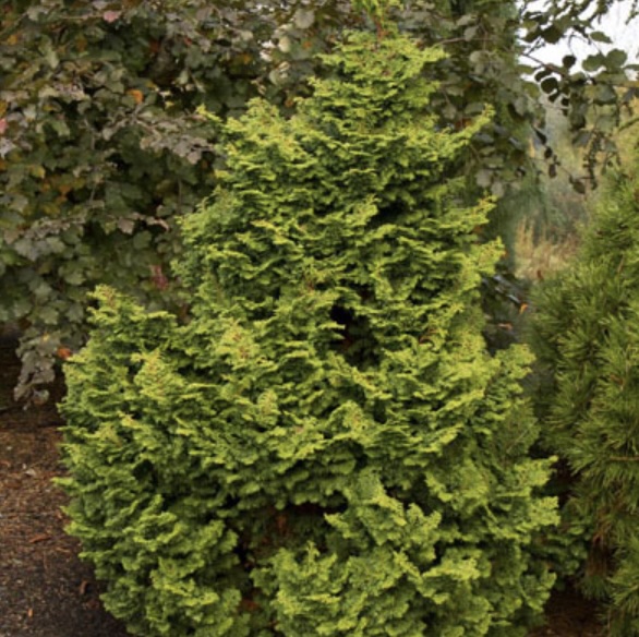 Koster Hinoki False Cypress 15G