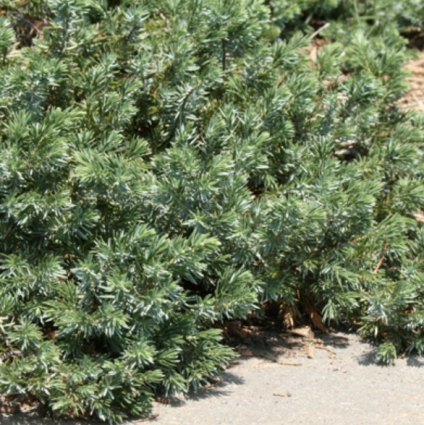 Blue Pacific Juniper 3-5G