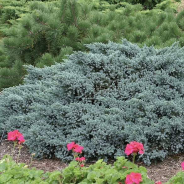 Blue Star Juniper 3-5G