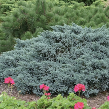 Blue Star Juniper 3-5G