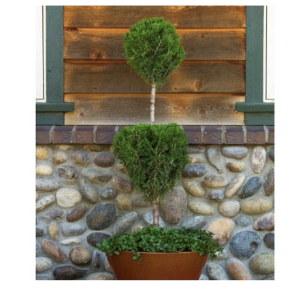 Spartan Tiered Juniper 4-5"