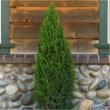 Spartan Juniper 6'