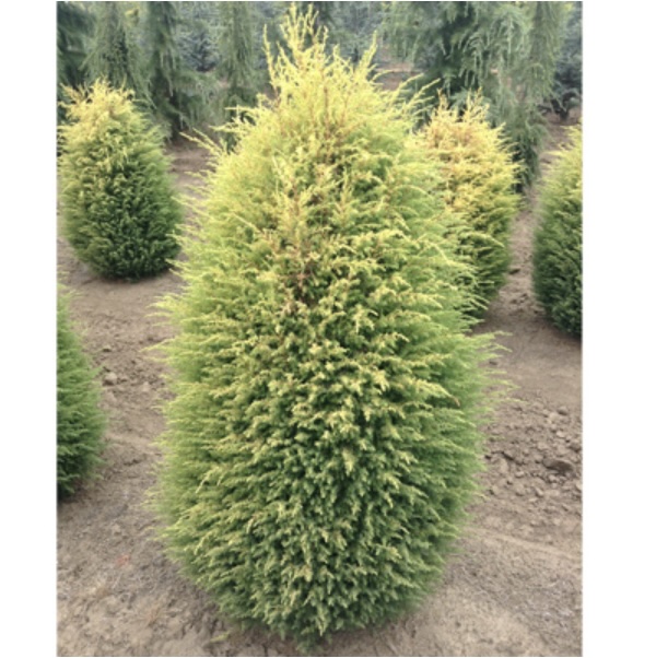 Canaerti Juniper 36"