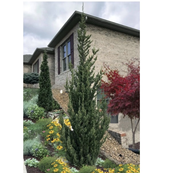 Trautman Juniper 8'