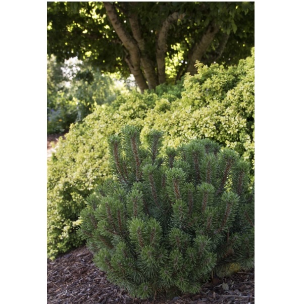 Snowmound Mugo Pine 3-5G