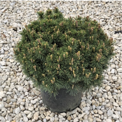 Dwarf Mugo Pine 2G