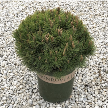 Dwarf Mugo Pine 3-5G