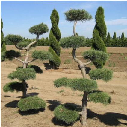 Scotch Pine Select Topiary