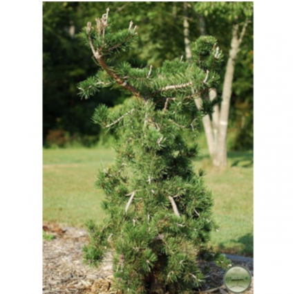 Uncle Fogy Pine 3-5G