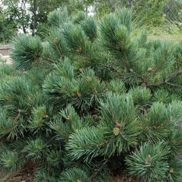 Albyn Prostrate Scotch Pine 5G