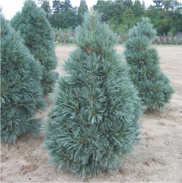 Vanderwolfs Pine 7'