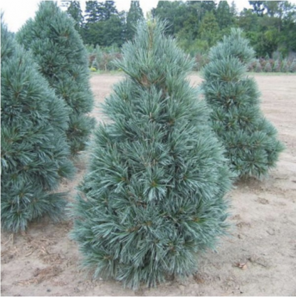 Vanderwolfs Pine 6'