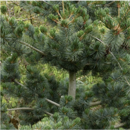 Blue Japanese White Pine 3-5G