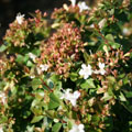 ABELIA, ROSE CREEK 3-5 GALLON