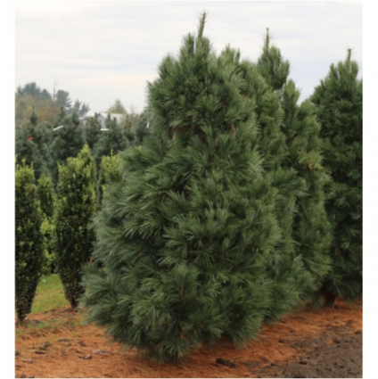 White Columnar Pine 6'