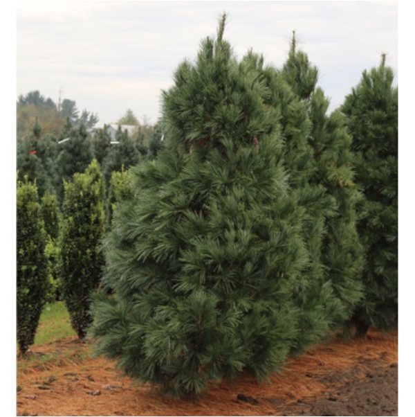 White Pine 6'