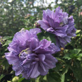 Blueberry Smoothie Rose of Sharon 'Althea' 3-5 gal 