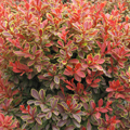 BARBERRY, ADMIRATION 2 GALLON