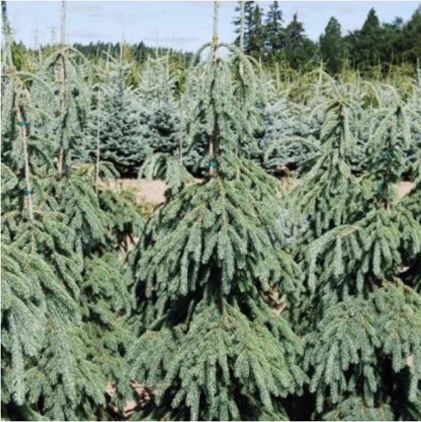 Weeping White Pine 4'