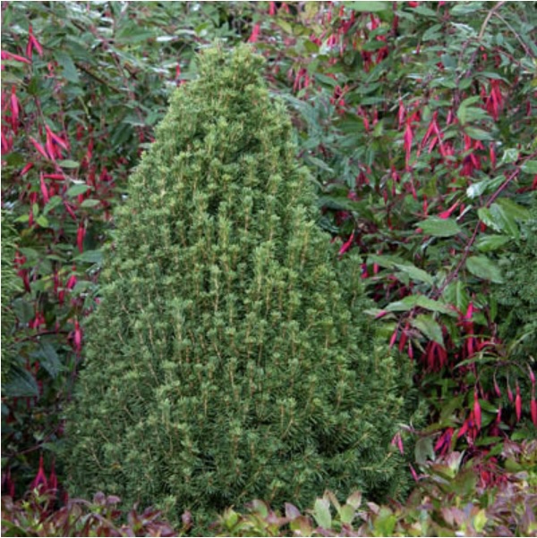 Dwarf Tiny Tower Alberta Spruce 1