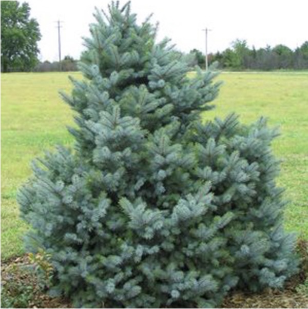 Bacheri Spruce 12'