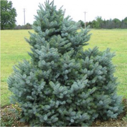 Bacheri Spruce 12'