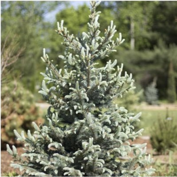 Baby Blue Spruce 7'