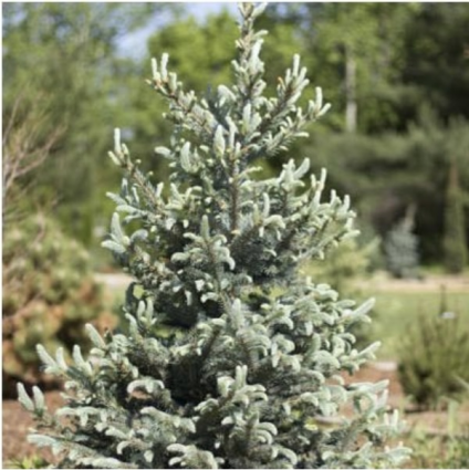 Baby Blue Spruce 6'