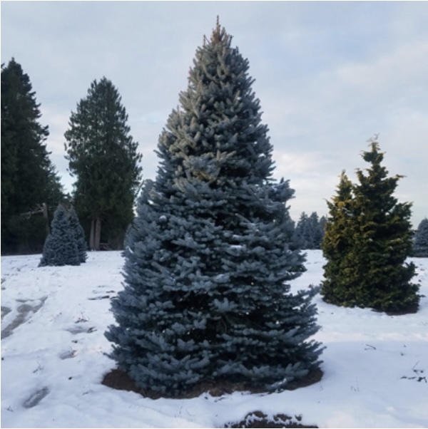 Bizon Blue Spruce 5'