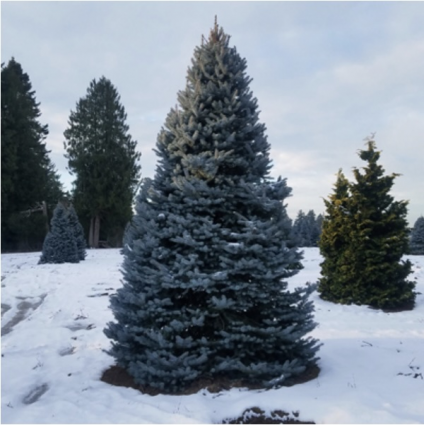 Bizon Blue Spruce 6'