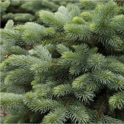 Baby Blue Eyes Spruce Transplant 10'