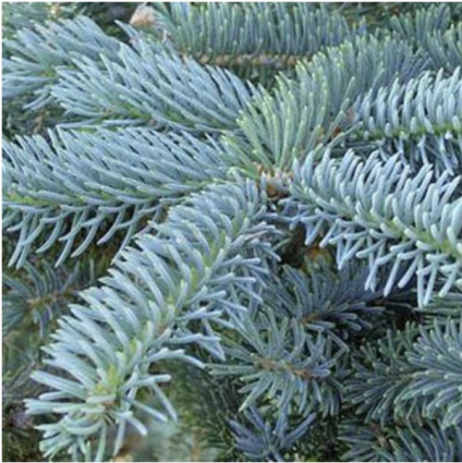 Colorado Blue Spruce 8'