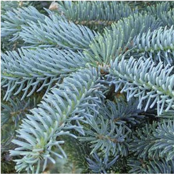 Colorado Blue Spruce 6'