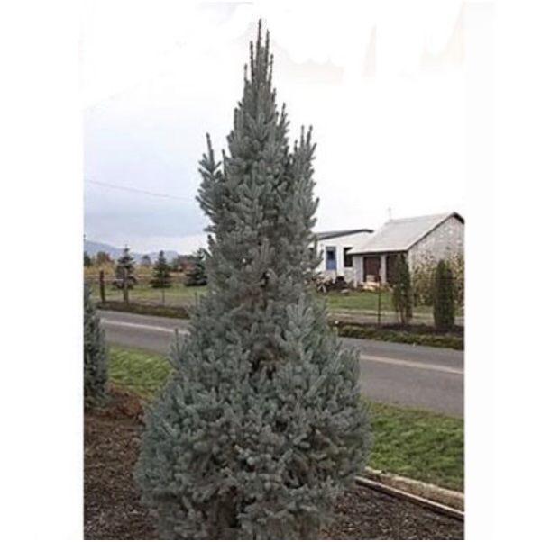 Blue Totem Columnar Spruce 5'